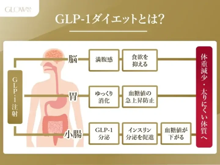 GLP-1ダイエットとは
