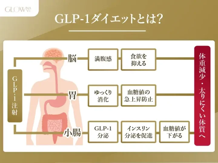 GLP-1ダイエットの仕組み解説